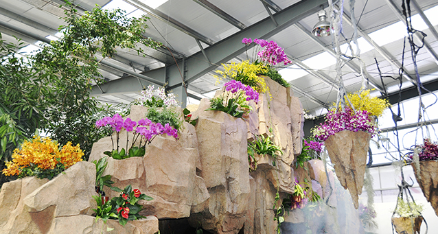 International Orchid Show