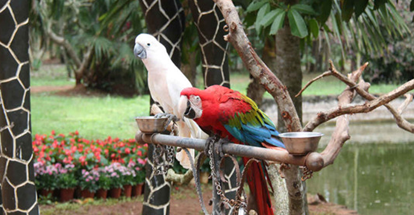 Hainan Tropical Wildlife Park and Botanical Garden  海南热带野生动植物园