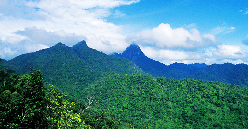 Explore Jianfeng Peak Rainforest Gully 尖峰岭雨林沟谷探险