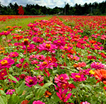 Longshouyang Rural Park