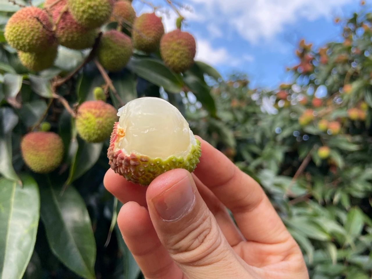 海南妃子笑荔枝