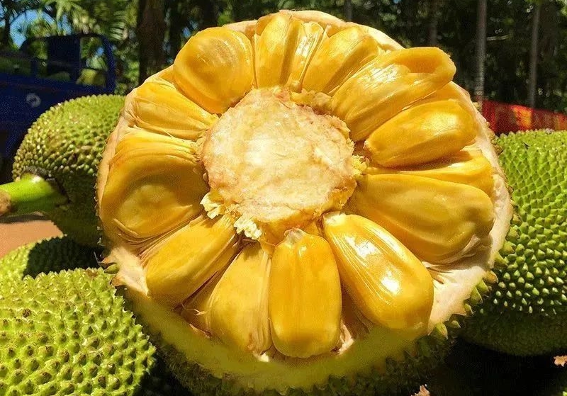菠蘿蜜
