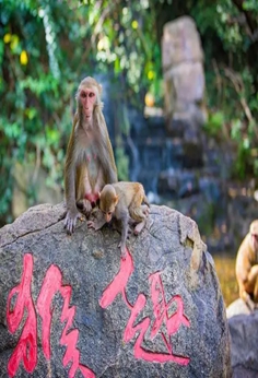 陵水南湾猴岛生态旅游区
