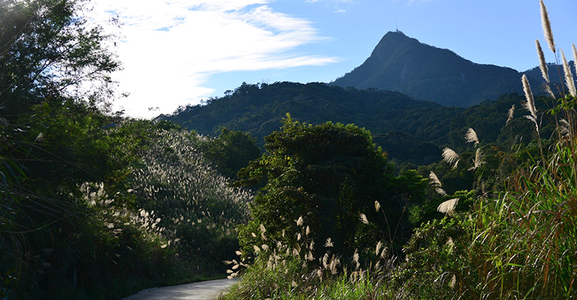 Explore Jianfeng Peak Rainforest Gully 尖峰岭雨林沟谷探险