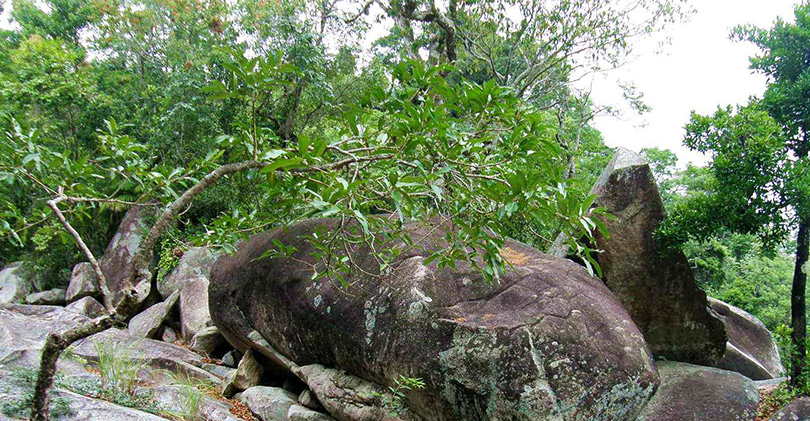 Bawang Peak National Forest Park 霸王岭国家森林公园