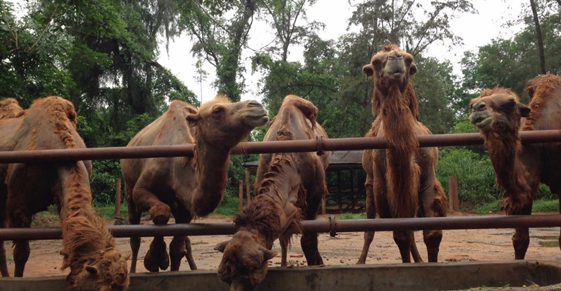 Hainan Tropical Wildlife Park and Botanical Garden  海南热带野生动植物园