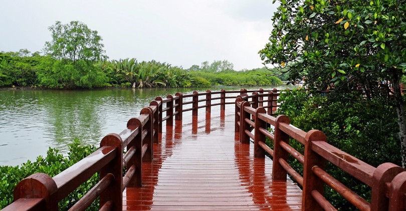 Dongzhai Harbour Mangrove Forest   东寨港红树林自然保护区