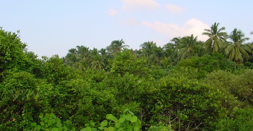 Dongzhai Harbour Mangrove Forest   东寨港红树林自然保护区