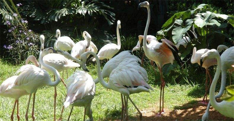 Hainan Tropical Wildlife Park and Botanical Garden  海南热带野生动植物园