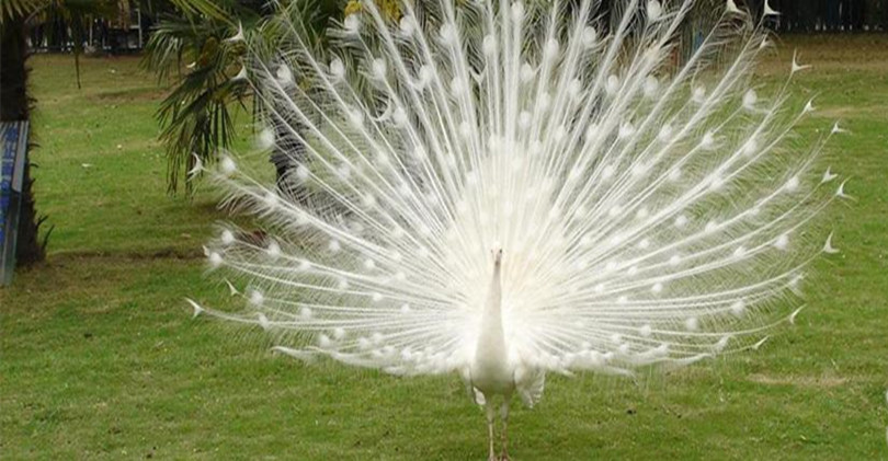 Hainan Tropical Wildlife Park and Botanical Garden  海南热带野生动植物园